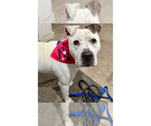 Argentinian Mastiff-Labrador Retriever Mix Dogs for adoption in Brewster, NY, USA