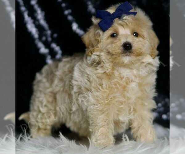 Medium Photo #3 Maltipoo Puppy For Sale in WARSAW, IN, USA