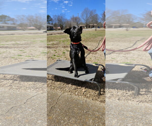 Medium Photo #11 Labrador Retriever-Unknown Mix Puppy For Sale in Corinth, MS, USA
