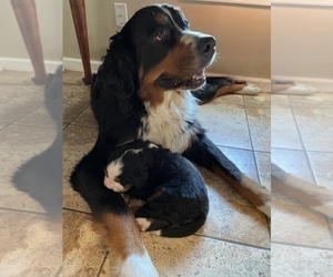 Mother of the Bernese Mountain Dog puppies born on 08/20/2022