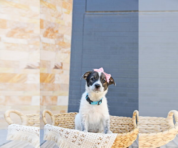 Medium Photo #1 Cairn Terrier-Unknown Mix Puppy For Sale in Sandy, UT, USA