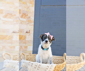 Cairn Terrier-Unknown Mix Dogs for adoption in Sandy, UT, USA
