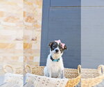 Small Cairn Terrier Mix