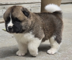 Medium Akita