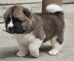 Puppy HUDSON Akita