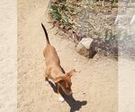 Small Photo #20 Dachshund-Unknown Mix Puppy For Sale in Apple Valley, CA, USA