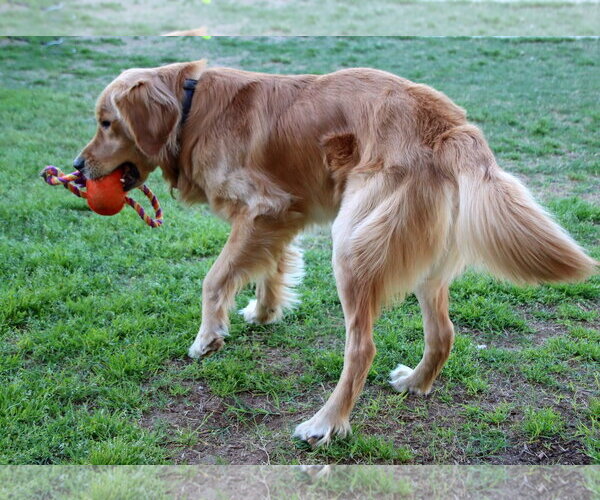 Medium Photo #6 Golden Retriever Puppy For Sale in Glendale , AZ, USA