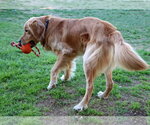Small #5 Golden Retriever