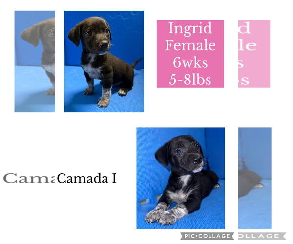 Medium Photo #1 Chihuahua-German Shorthaired Pointer Mix Puppy For Sale in Virginia Beach, VA, USA