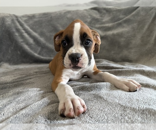 Medium Photo #59 Boxer Puppy For Sale in WEST COLUMBIA, SC, USA