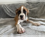 Small Photo #59 Boxer Puppy For Sale in WEST COLUMBIA, SC, USA