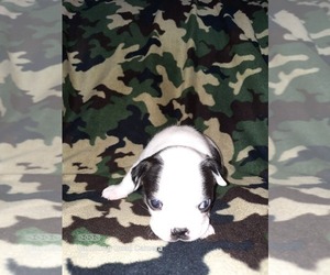 Boston Terrier Puppy for sale in WARSAW, OH, USA