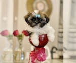 Small Photo #10 Shih Tzu Puppy For Sale in SUGAR HILL, GA, USA