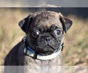 Pug Puppy for sale in PALM COAST, FL, USA