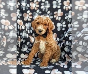 Poodle (Standard) Puppy for sale in NOTTINGHAM, PA, USA