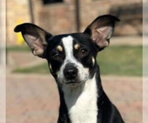 Medium Chihuahua Mix