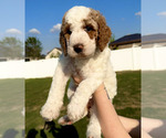 Image preview for Ad Listing. Nickname: Blue Clover