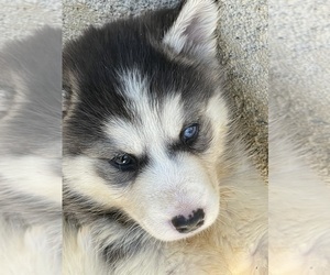 Alusky Puppy for sale in GARDEN GROVE, CA, USA