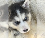Small Photo #1 Alusky Puppy For Sale in GARDEN GROVE, CA, USA