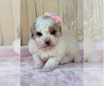 Small #7 Maltipoo