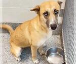 Small #2 Siberian Husky Mix