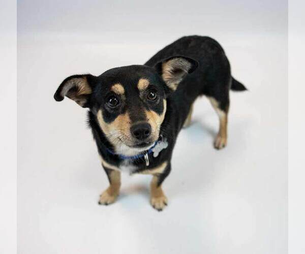 Medium Photo #5 Chihuahua-Unknown Mix Puppy For Sale in Kennesaw, GA, USA