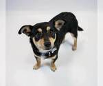 Small #4 Chihuahua Mix