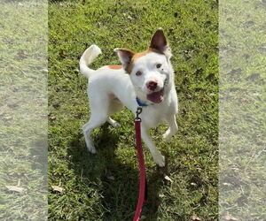 American Pit Bull Terrier-Retriever Mix Dogs for adoption in Stephens City, VA, USA
