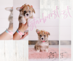 Puppy Starburst Pembroke Welsh Corgi