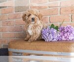 Puppy 2 Morkie-Poodle (Miniature) Mix