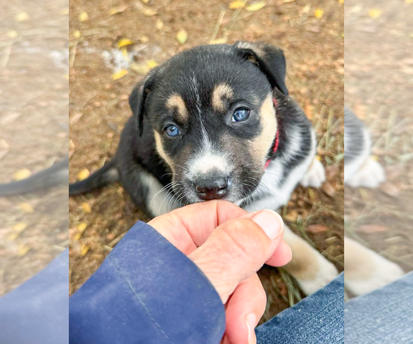 Medium Photo #2 Gerberian Shepsky Puppy For Sale in Corona, CA, USA
