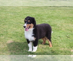 Small Bernese Mountain Dog-Collie Mix