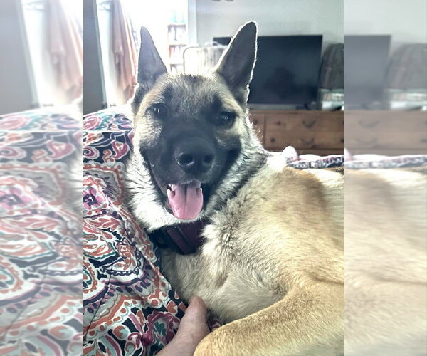 Medium Photo #2 German Shepherd Dog-Unknown Mix Puppy For Sale in Imlay City, MI, USA