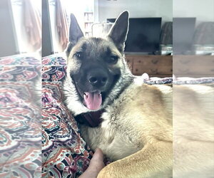 Ariel - Located in NE - Female German Shepherd Dog-Unknown Mix Dog for Adoption - Photo #2