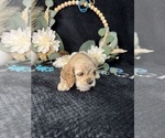 Puppy Puppy 1 Cocker Spaniel