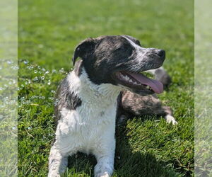 Logan HOWLett - Male American Pit Bull Terrier-Saint Bernard Mix Dog for Adoption - Photo #2