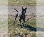 Small Photo #4 Labrador Retriever-Unknown Mix Puppy For Sale in Lexington Park, MD, USA