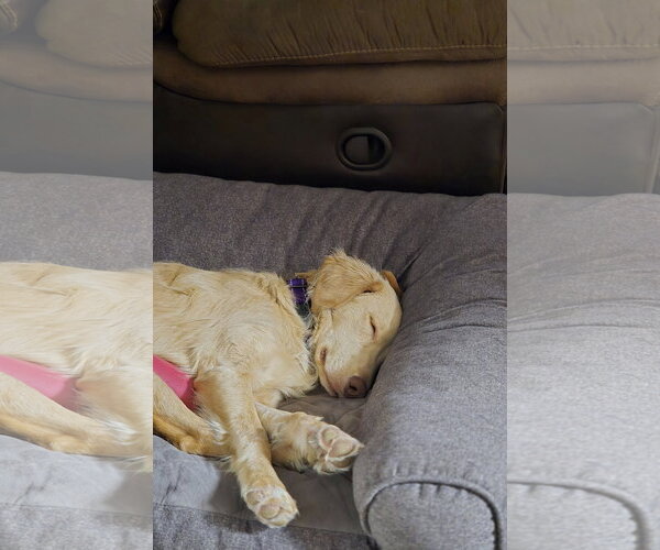 Medium Photo #13 Golden Labrador Puppy For Sale in Minneapolis, MN, USA