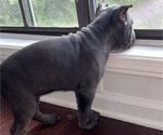Small #4 Cane Corso