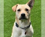 Small #5 Labrador Retriever Mix