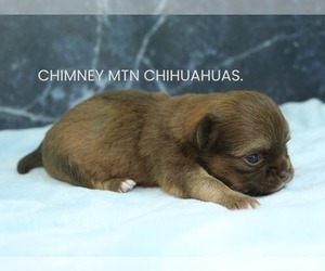 Chihuahua Puppy for Sale in MUSKOGEE, Oklahoma USA