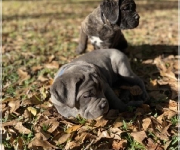 Medium Photo #7 Cane Corso Puppy For Sale in FLORENCE, MS, USA