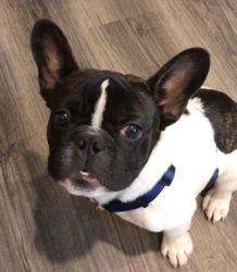 French Bulldog Puppy for sale in LAS VEGAS, NV, USA