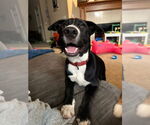 Small #37 Labrador Retriever Mix