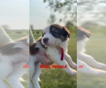 Small Photo #2 Border Collie Puppy For Sale in BUCKLIN, MO, USA