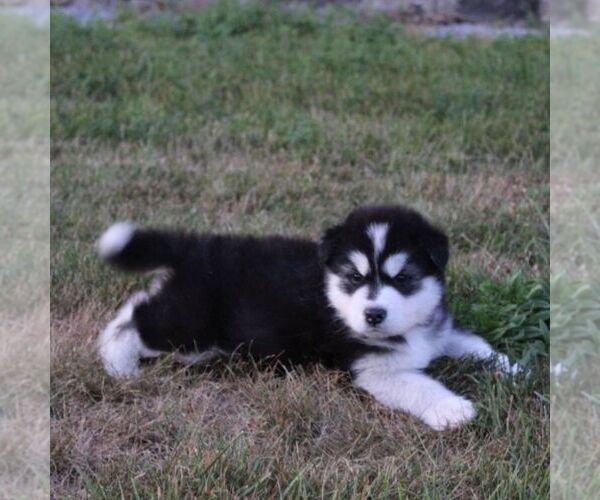 Medium Photo #4 Alaskan Malamute Puppy For Sale in CROGHAN, NY, USA