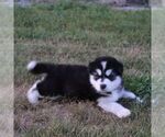 Small #3 Alaskan Malamute