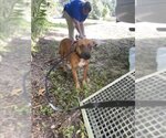 Small Black Mouth Cur Mix