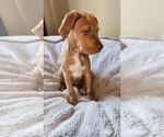 Small #10 American Pit Bull Terrier-Bulldog Mix