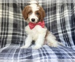 Small #8 Cavapoo